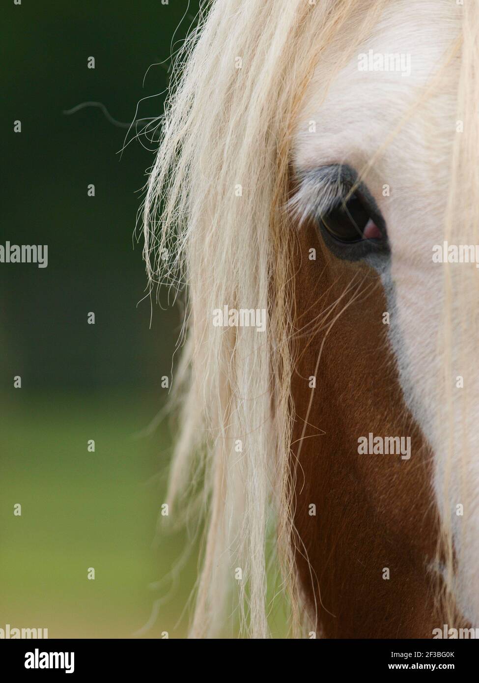 Un gros plan de l'œil et du côté de la face d'un joli poney. Banque D'Images