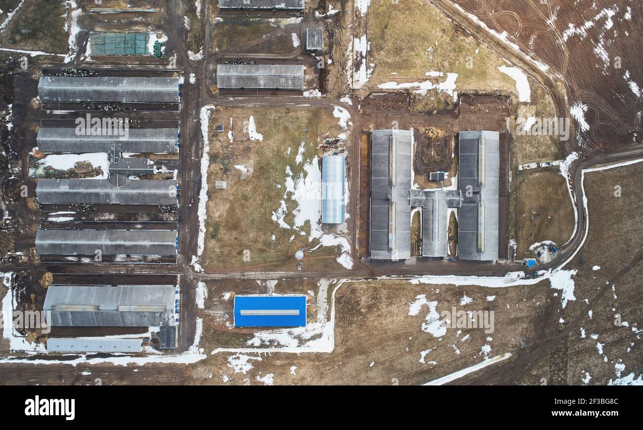 Barnes de vache dans l'antenne de ferme au-dessus de la vue de dessus de drone Banque D'Images