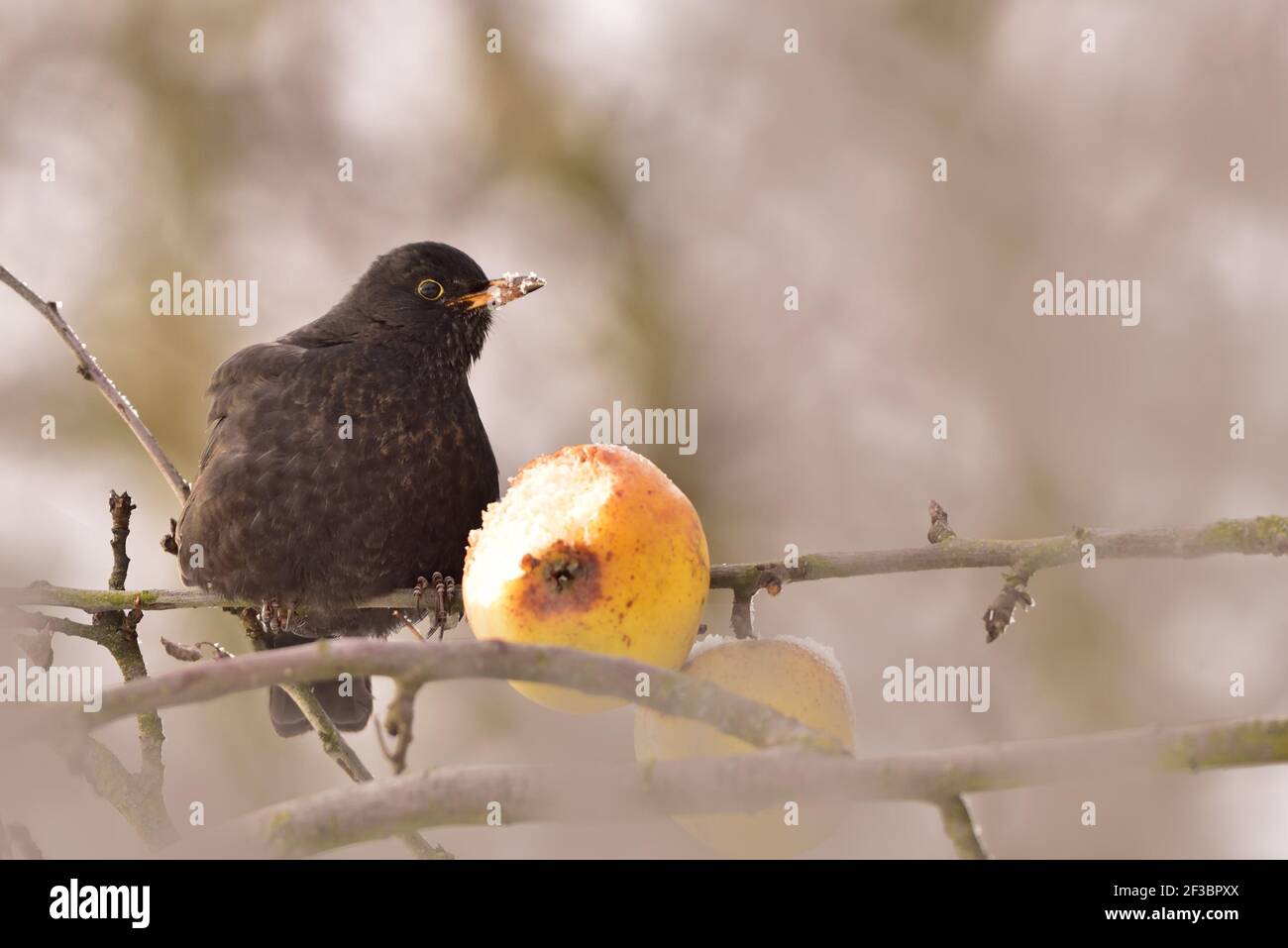Blackbird sur l'arbre en hiver Banque D'Images
