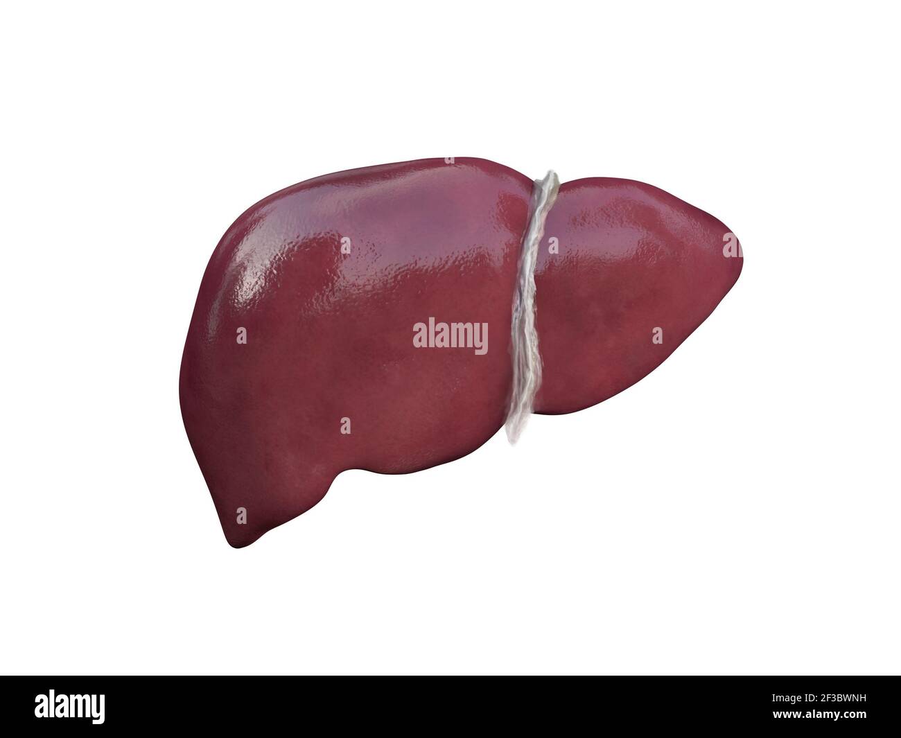 Structure anatomique du foie réaliste. Organe du système hépatique, foie humain pour les médicaments médicaux, conception pharmaceutique et pédagogique. Rendu 3D, Illustration Banque D'Images