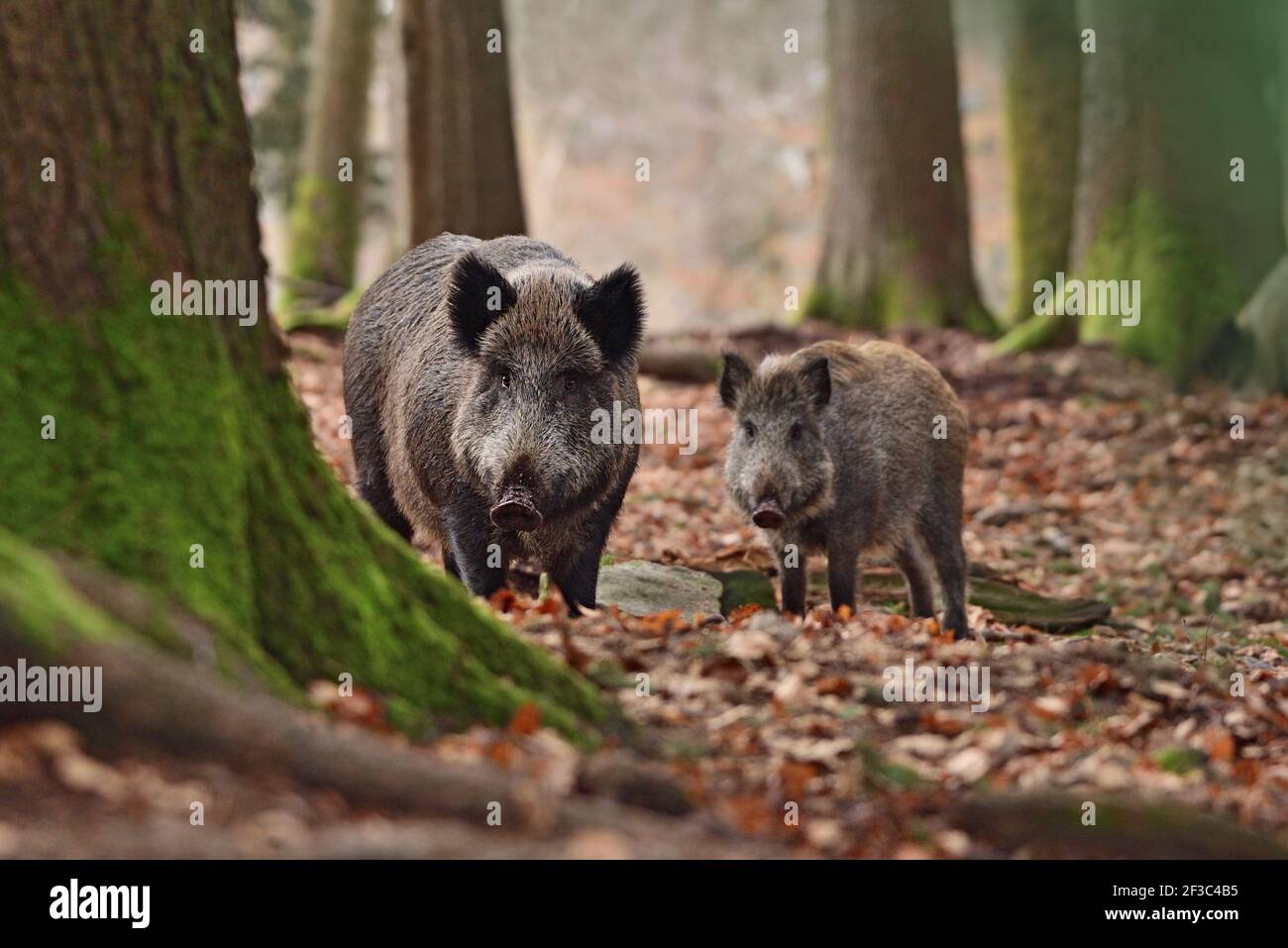 Le sanglier (Sus scrofa - porc sauvage - porc sauvage eurasien - cochon sauvage) dans son environnement naturel dans la forêt européenne à la fin de l'automne Banque D'Images
