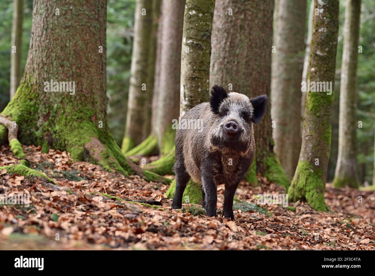 Le sanglier (Sus scrofa - porc sauvage - porc sauvage eurasien - cochon sauvage) dans son environnement naturel dans la forêt européenne à la fin de l'automne Banque D'Images