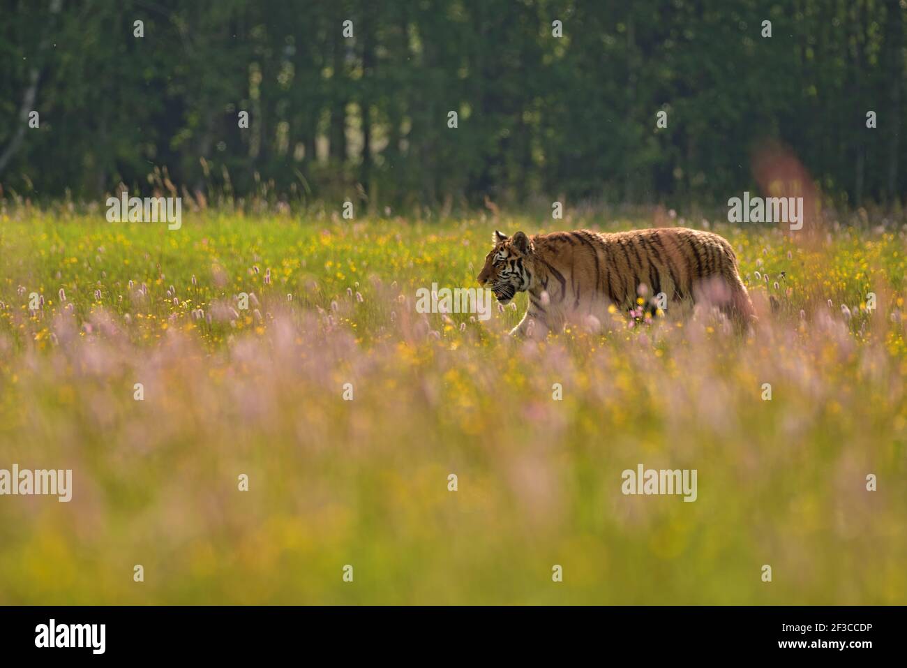 Le tigre de Sibérie (tigre d'Amour - Panthera tigris altaica) dans son environnement naturel dans le beau pays dans la prairie Banque D'Images