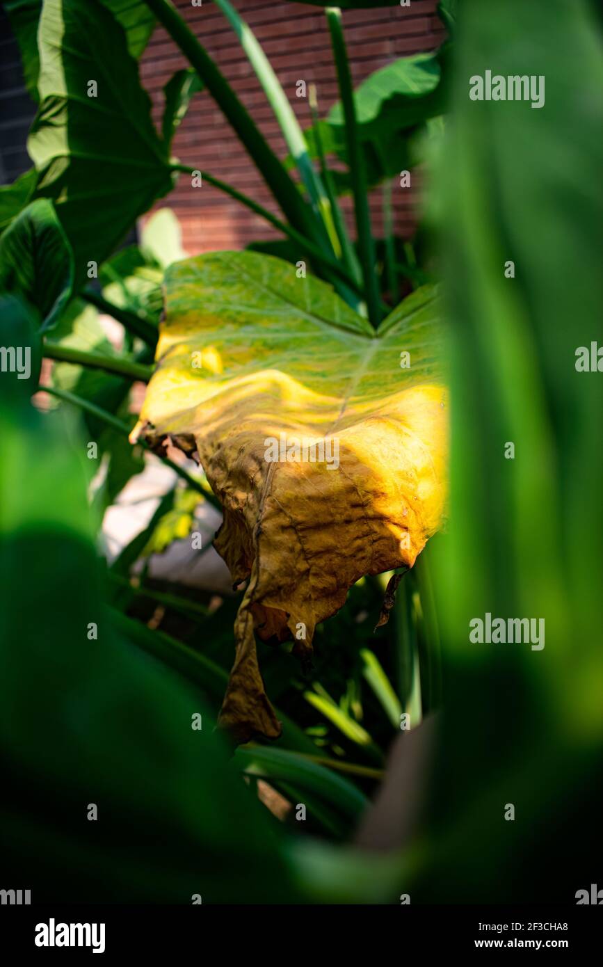 Une plante morte ou ratée au milieu de plantes vertes luxuriantes et d'un jardin. Banque D'Images