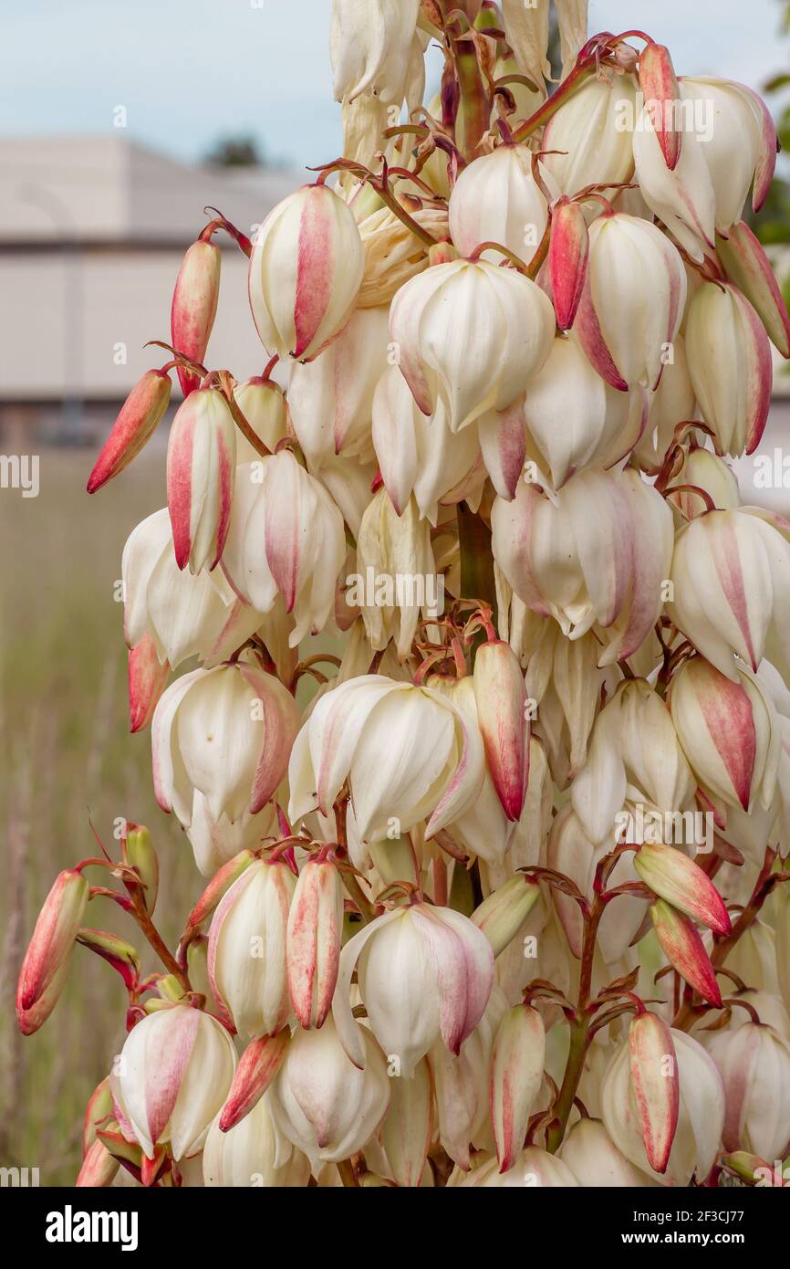 Yucca gloriosa espagnol Dagger fleurs blanches Banque D'Images