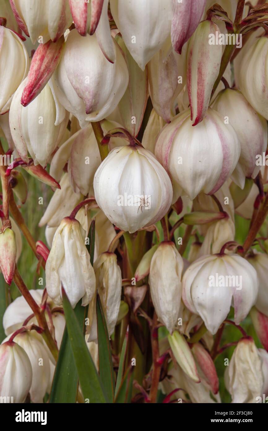 Yucca gloriosa espagnol Dagger fleurs blanches Banque D'Images