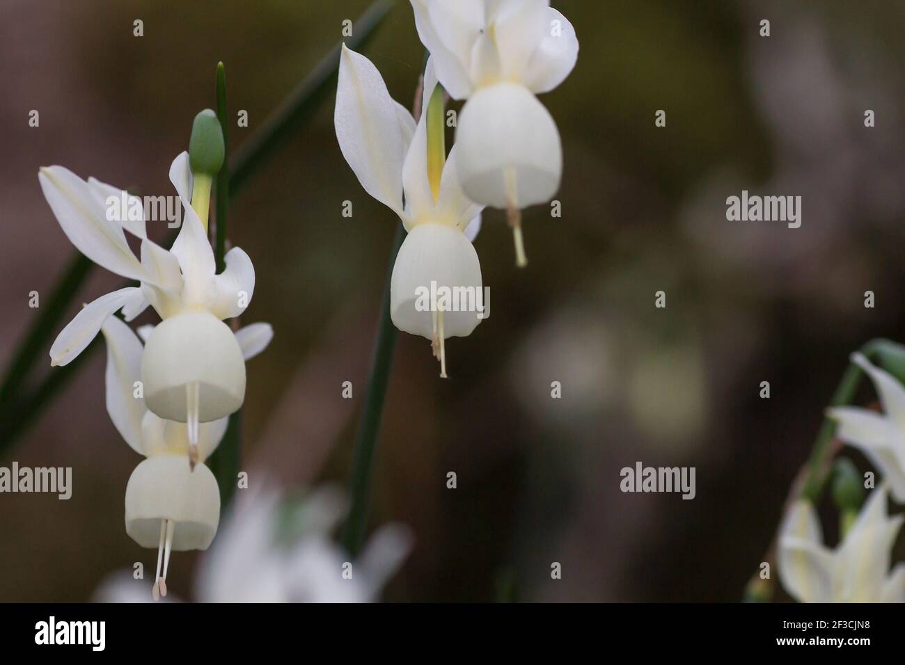 Les larmes d'Ange ou les narcisses triandrus fleurissent des fleurs blanches Banque D'Images