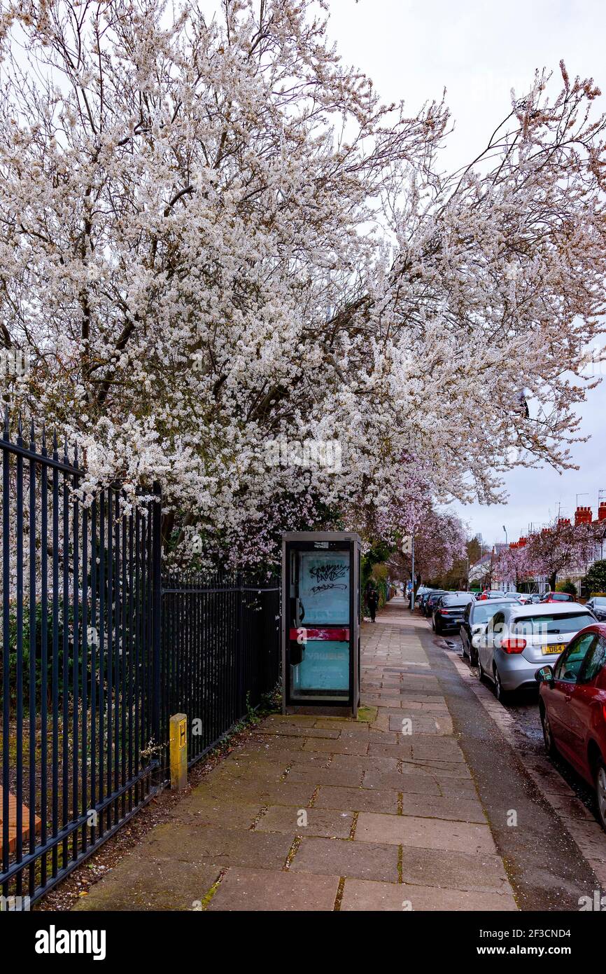 Northampton, Royaume-Uni Météo. 11 mars 202. Cerisier Blossom égorrant une journée autrement terne dans la route d'Ardington. Crédit : Keith J Smith./Alay Live Banque D'Images