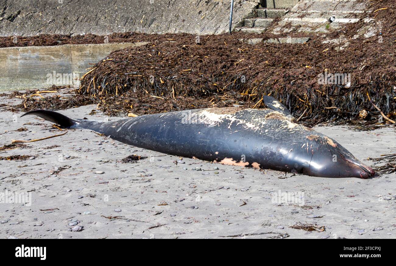 Baleine à bec de Dead Sowerby (Mesoplodon bidens), baleine à bec de l'Atlantique Nord ou de la mer du Nord, lavée sur la plage Banque D'Images