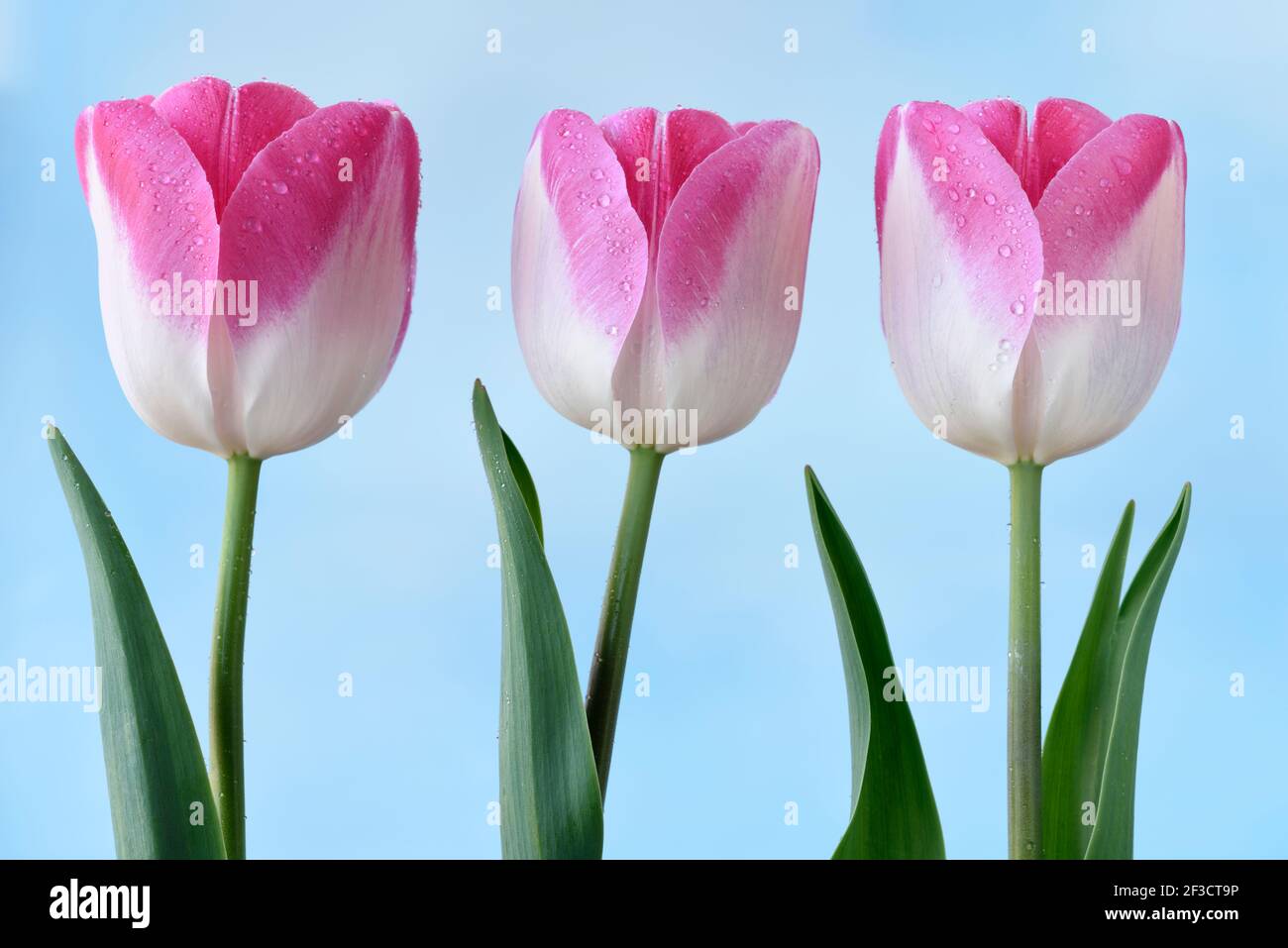 Tulipa Tulip Triumph Group Banque D'Images