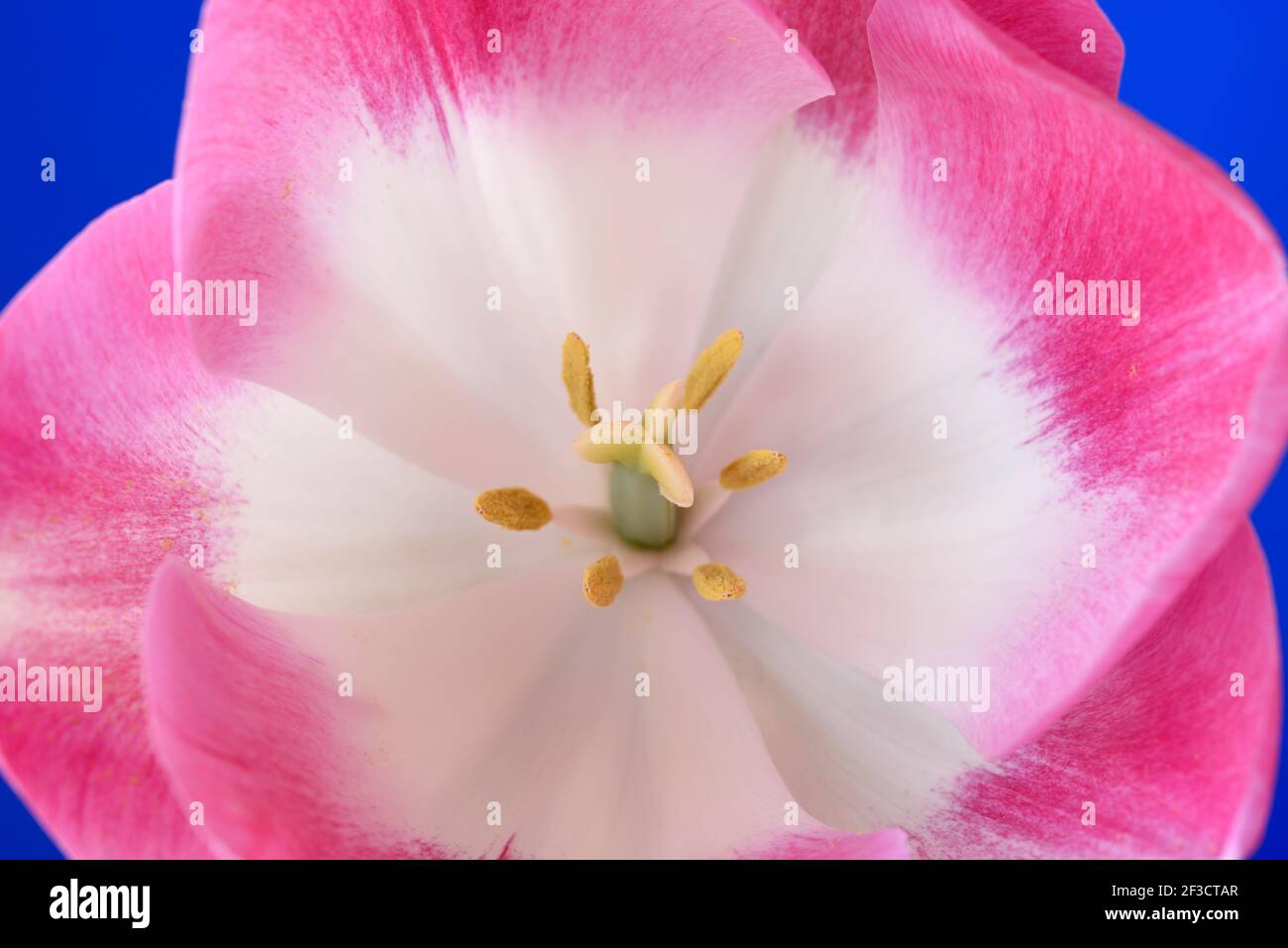 Tulipa Tulip Triumph Group Banque D'Images