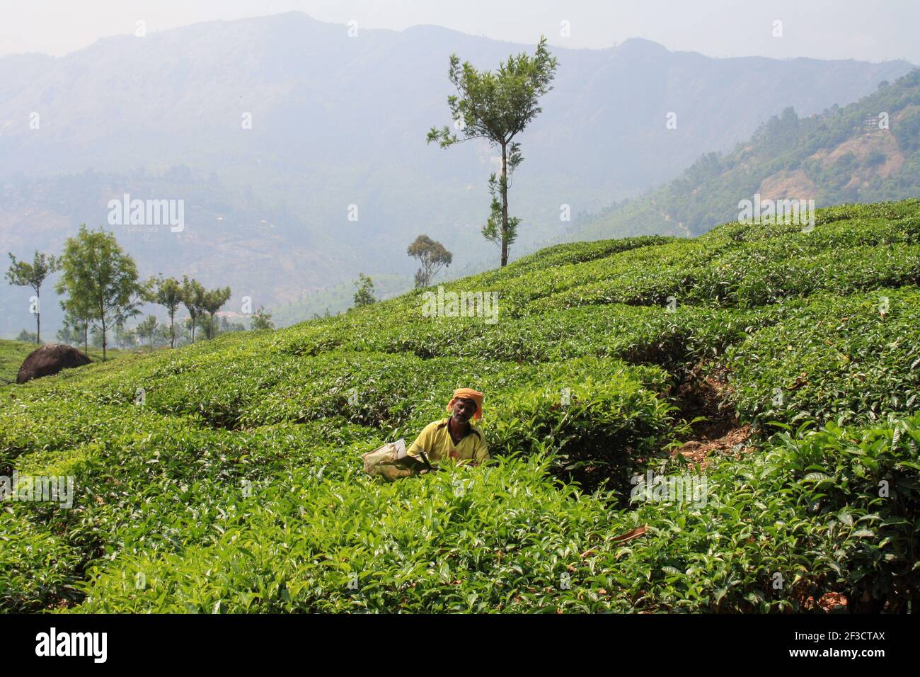 Travailleurs de la plantation de thé à Munnar, en Inde Banque D'Images