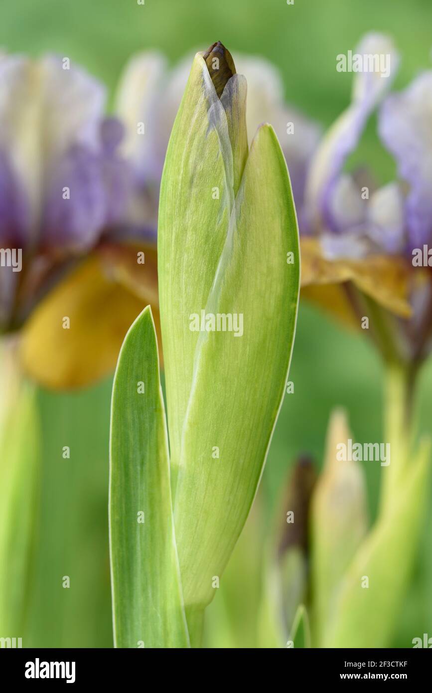 Iris Standard Daward Bearded Iris Flower Bud Banque D'Images
