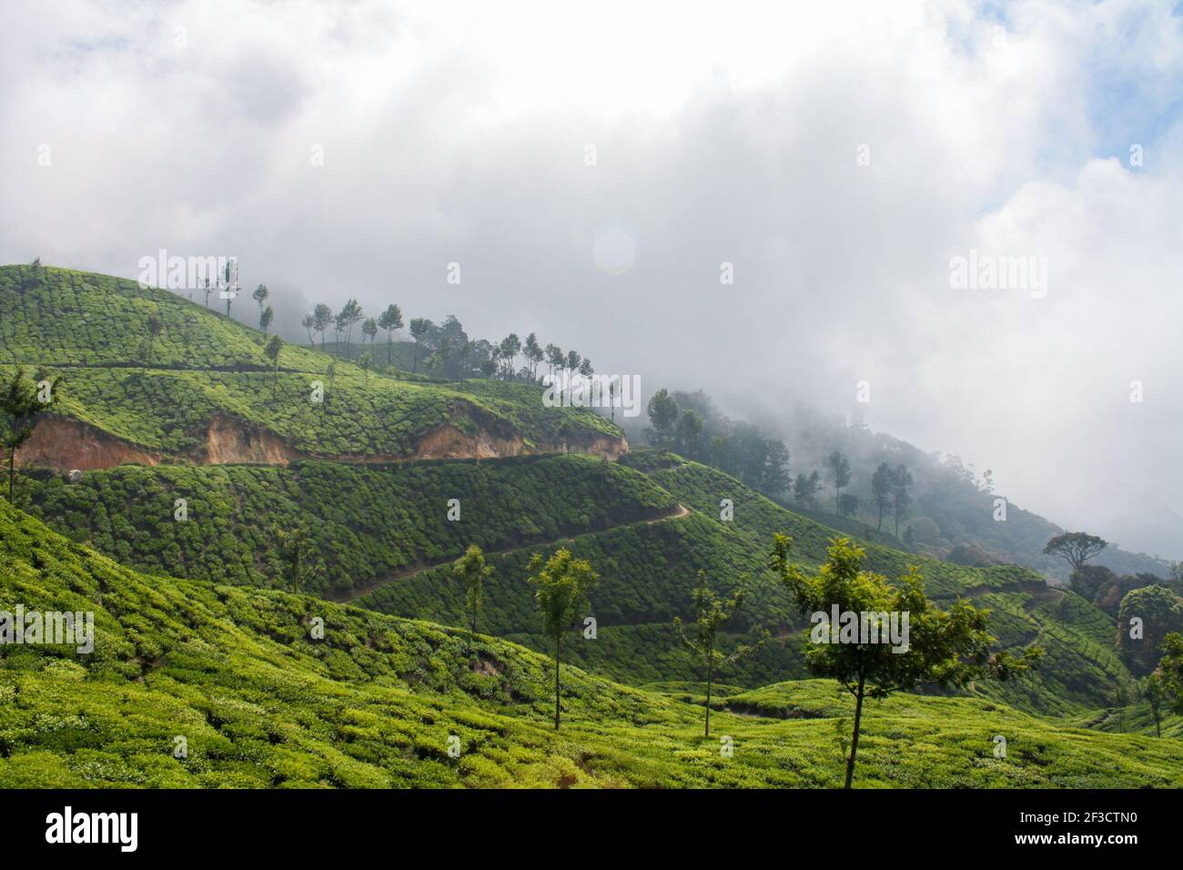 Champs de plantation de thé luxuriant à Munnar, en Inde Banque D'Images