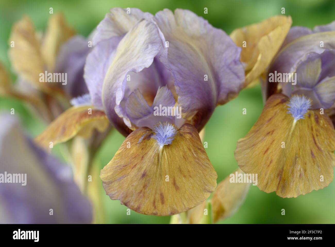 Iris Standard iris à barbe nain Banque D'Images
