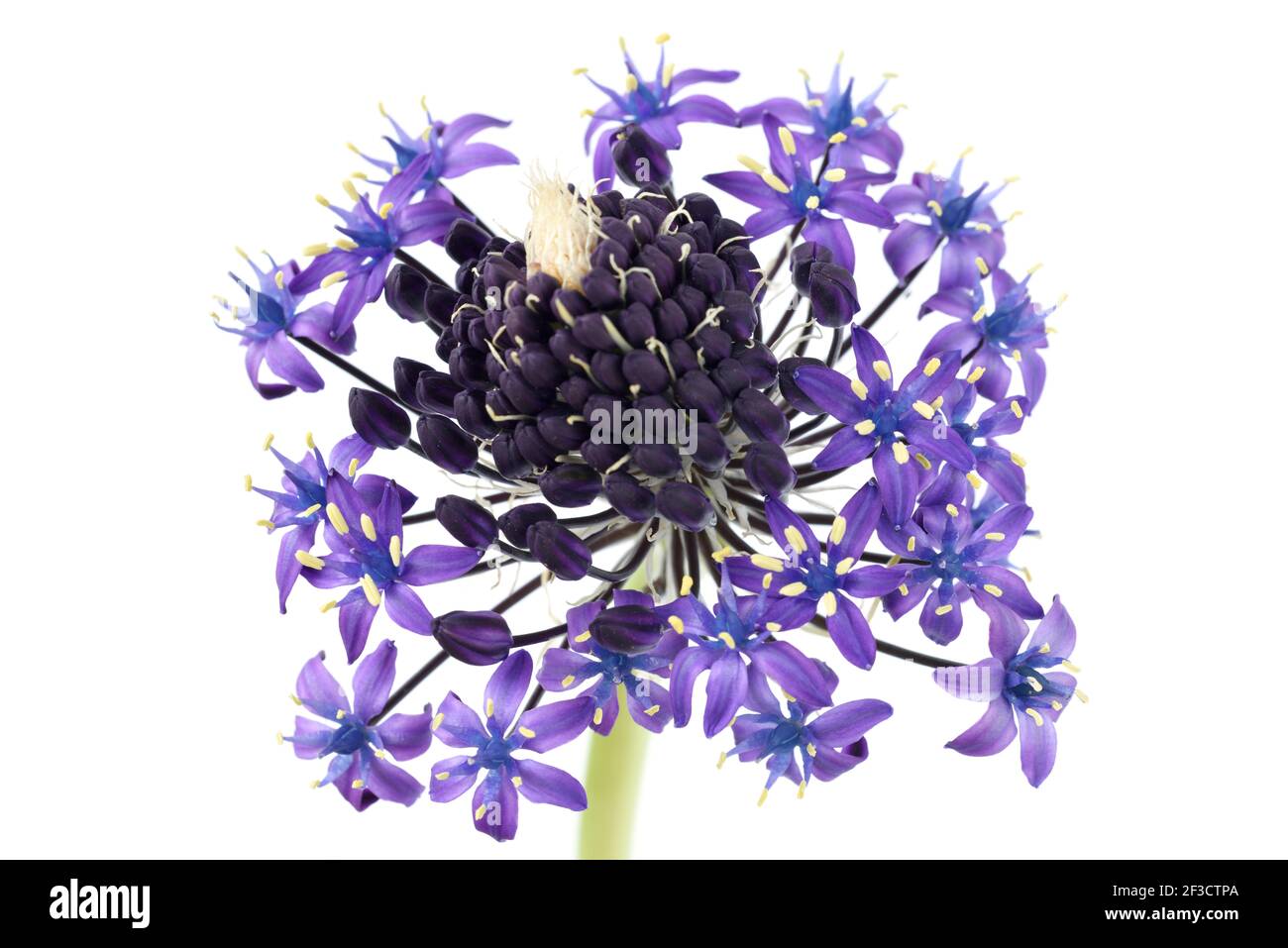 Scilla peruviana Portugais squall jacinthe péruvienne Banque D'Images