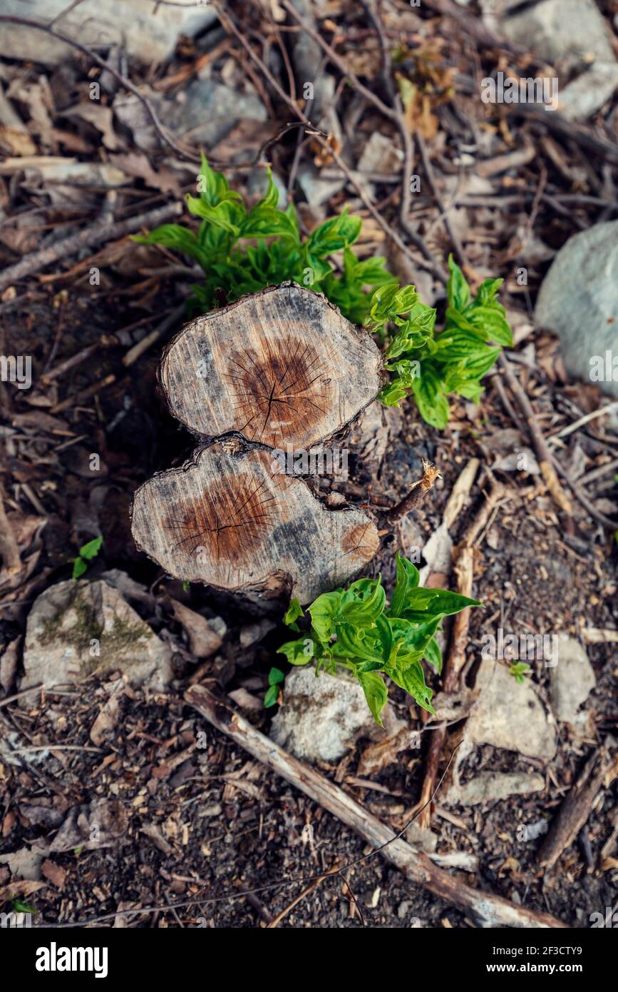 Deux souches avec des feuilles vertes en surcroissance au-dessus de la déforestation causent le réchauffement de la planète, l'érosion et le changement climatique Banque D'Images
