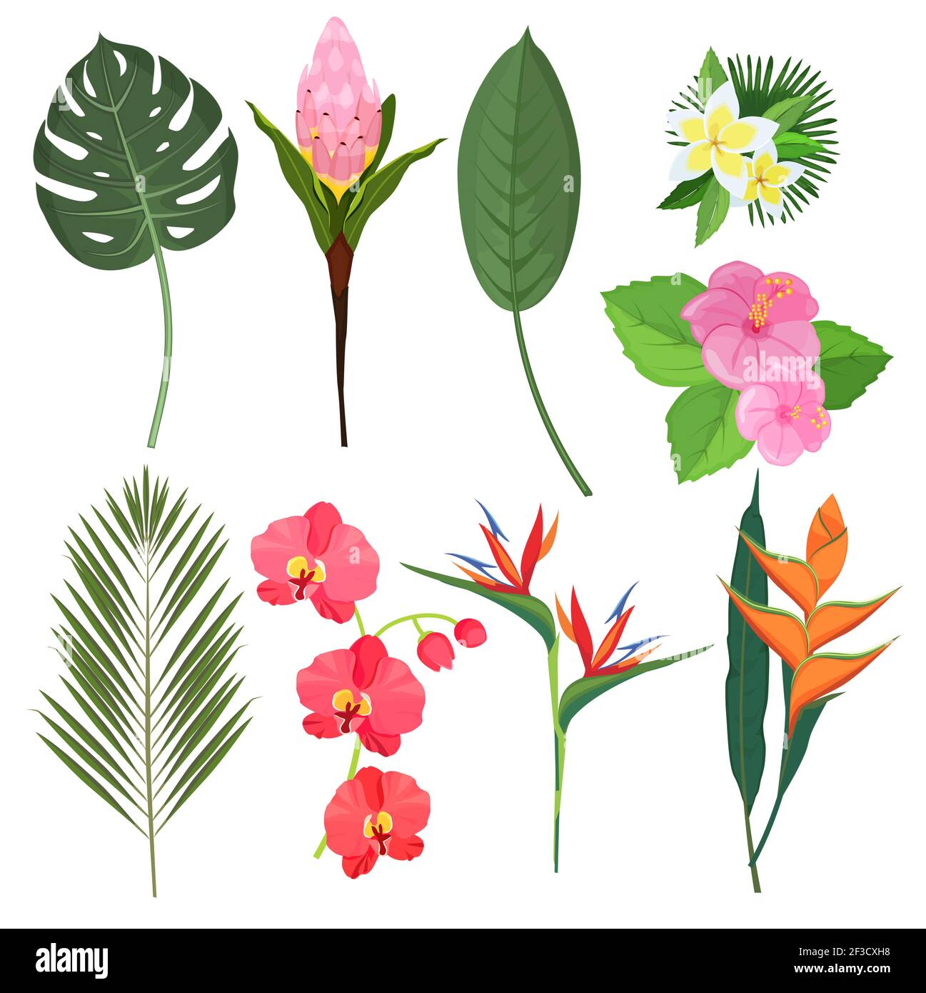 Fleurs tropicales. Bouquets exotiques de plantes polynésiennes Bali décoration plantes vecteur fleurs Illustration de Vecteur