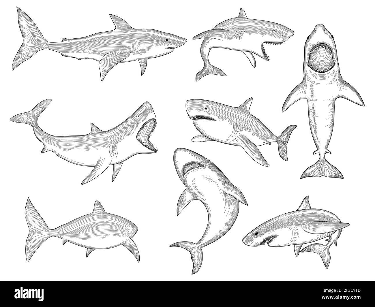 Requin de l'océan. Silhouettes de gros poissons de mer créature fluide avec grand animal aquatique vecteur requin tatouage design Illustration de Vecteur