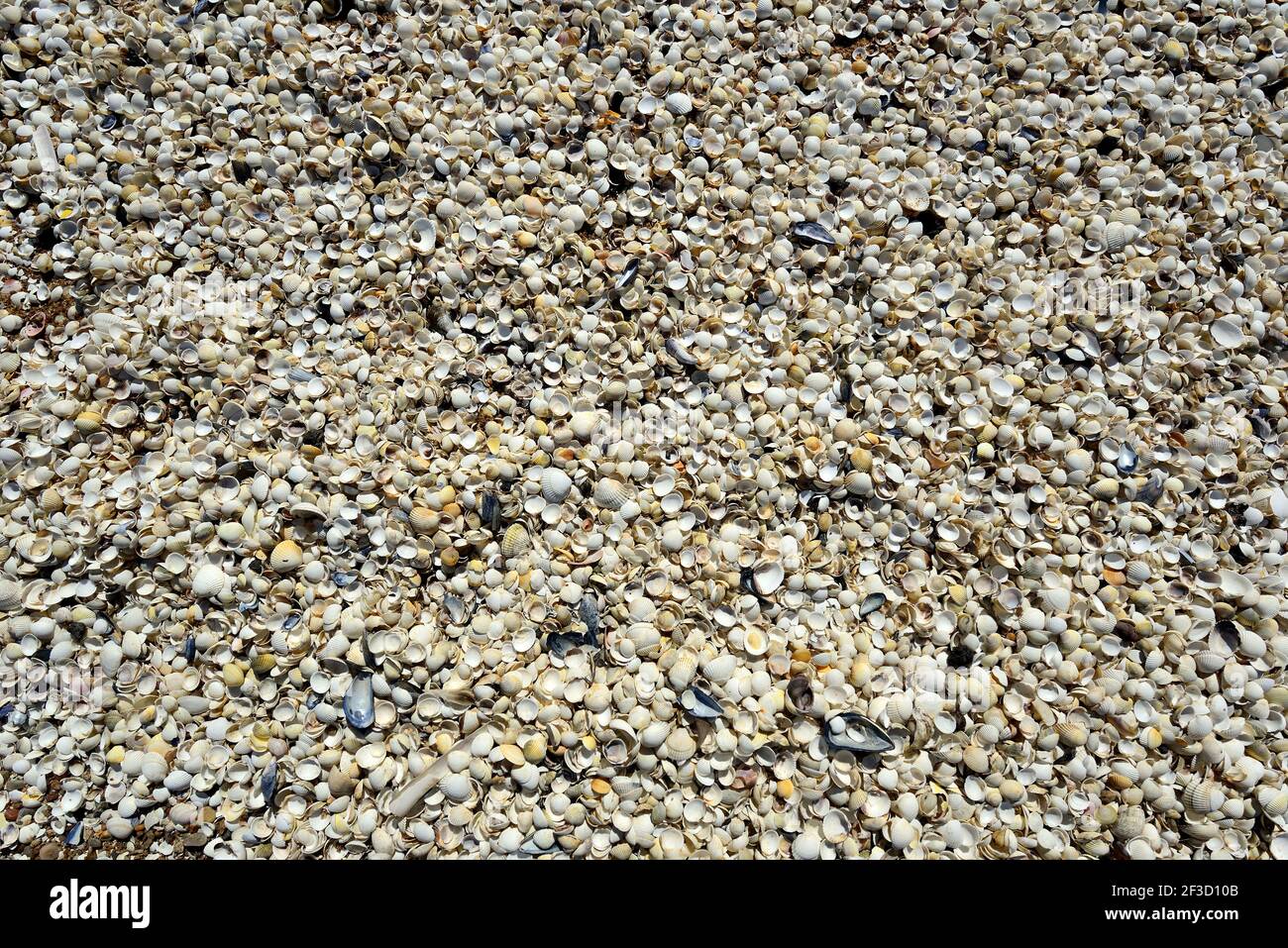 Saint-Brevin-les-Pins (nord-ouest de la France) : coquillages vides délacés sur une plage de l'estuaire de la Loire Banque D'Images