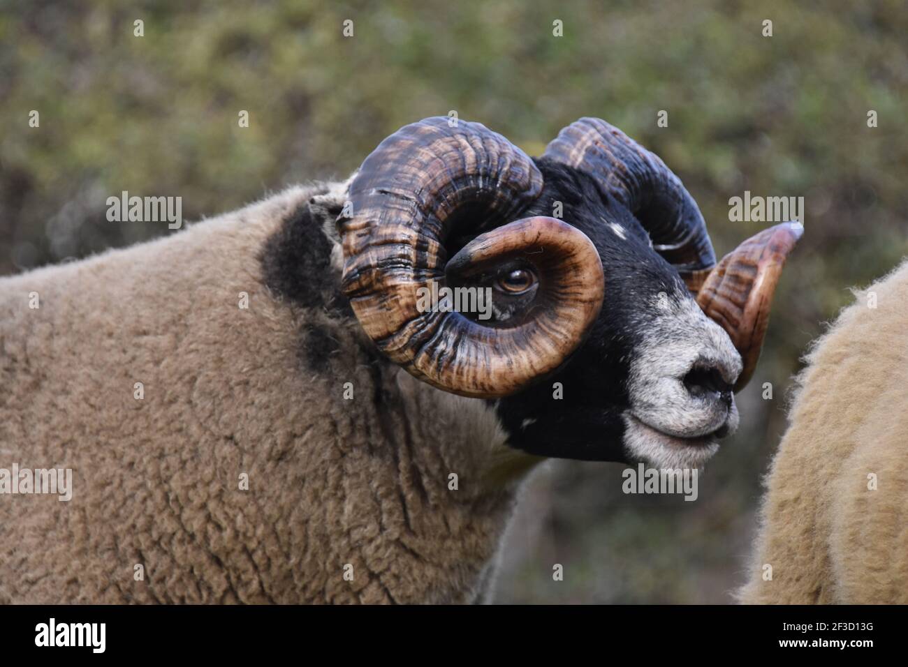 Blackface Tups vendus à Lanark, Écosse Banque D'Images