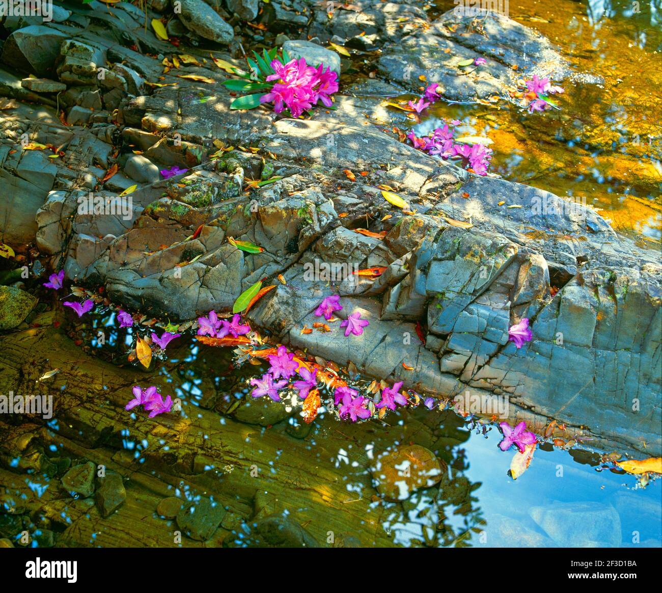 rivière rocky, avec rhododendrons, Banque D'Images
