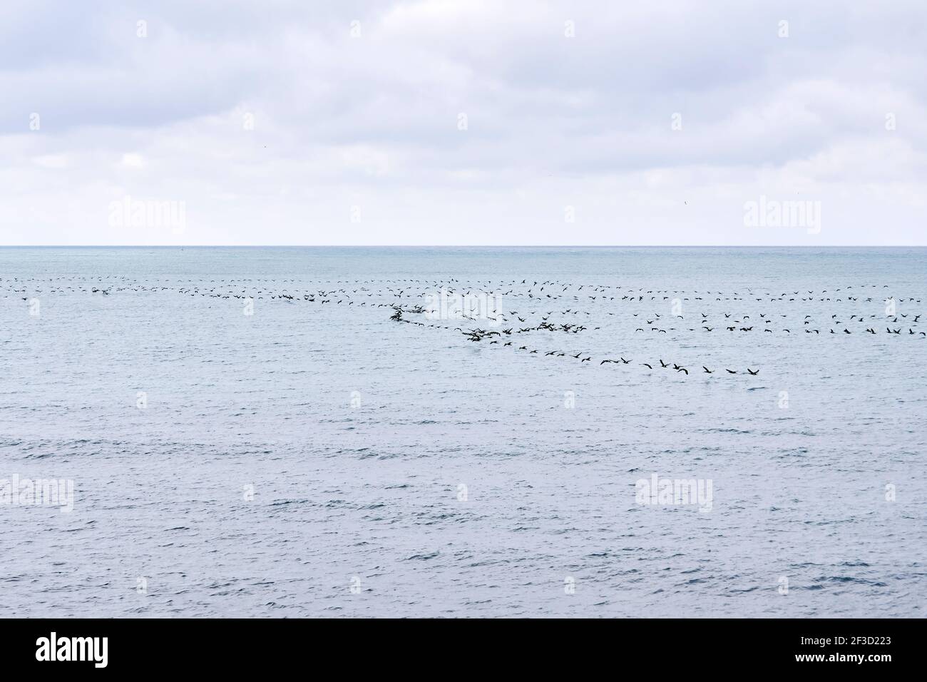 paysage marin avec un troupeau d'oiseaux migrateurs volant bas au-dessus la surface de l'eau Banque D'Images