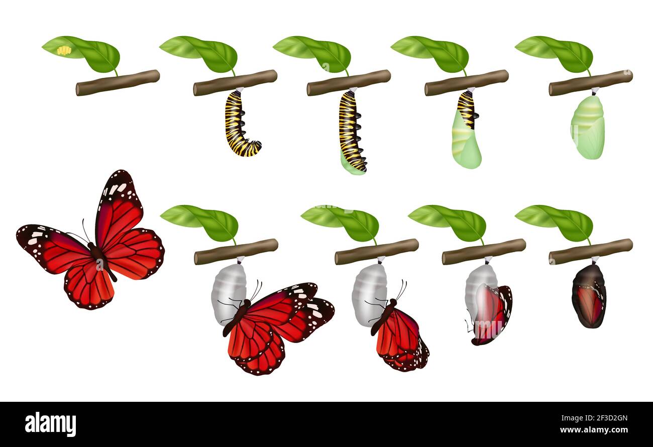 Cycle papillon. Vie des insectes larva cocon grub pupae chenilles changer le concept de vecteur Illustration de Vecteur