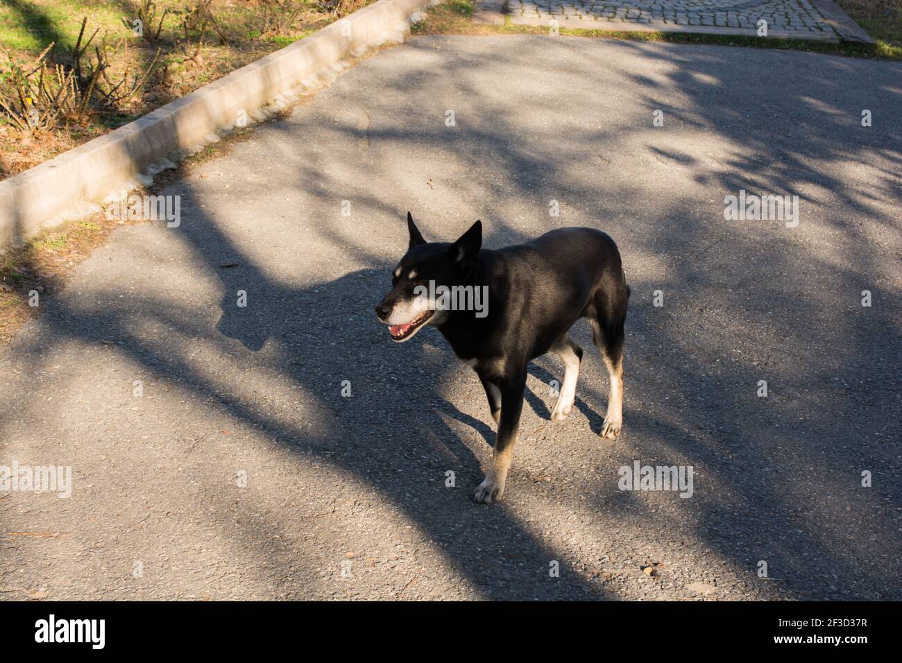 Dogis errants sans-abri dans la rue en tant que concept isolé Banque D'Images