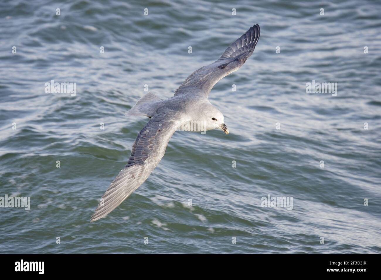 Fulmar du Nord (Morph foncé) - en vol au-dessus de la mer Fulmarus glacialis Svalbard (Spitsbergen) Norvège BI016877 Banque D'Images