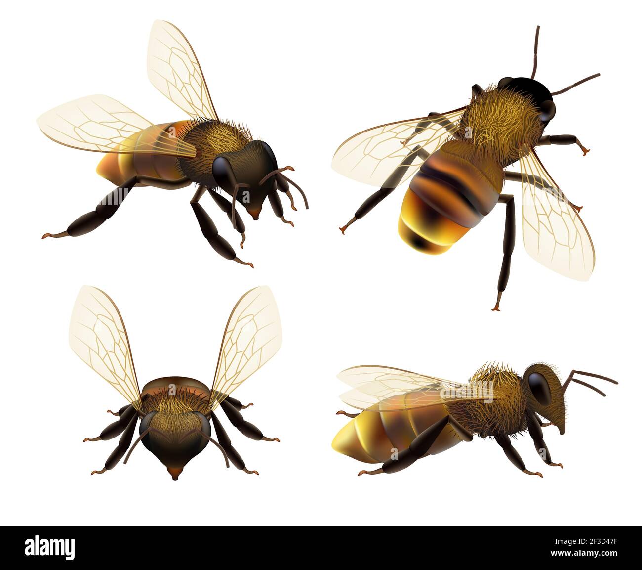 Abeille réaliste. Faune insecte abeille mouche danger guêpe insectes pollens bestioles éco produit naturel collection de vecteurs Illustration de Vecteur