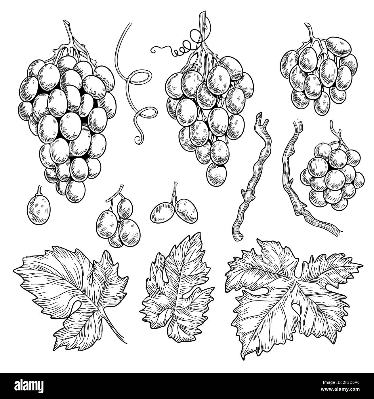 Caniche de raisin. Symboles de vin pour le menu du restaurant graphiques gravure feuilles de raisin vecteur collection dessinée à la main Illustration de Vecteur