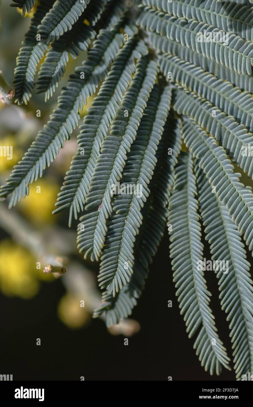 Acacia dealbata sylvery feuille bleu-vert gros plan Banque D'Images