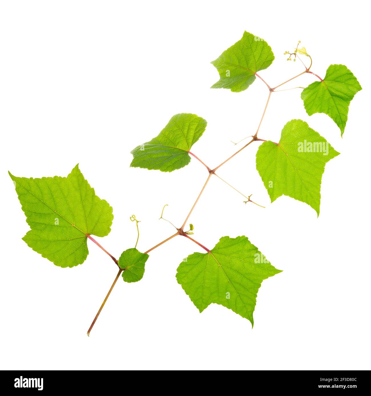 branche avec des feuilles vertes isolées sur fond blanc pour les invitations de mariage, cartes de voeux, blogs, affiches Banque D'Images