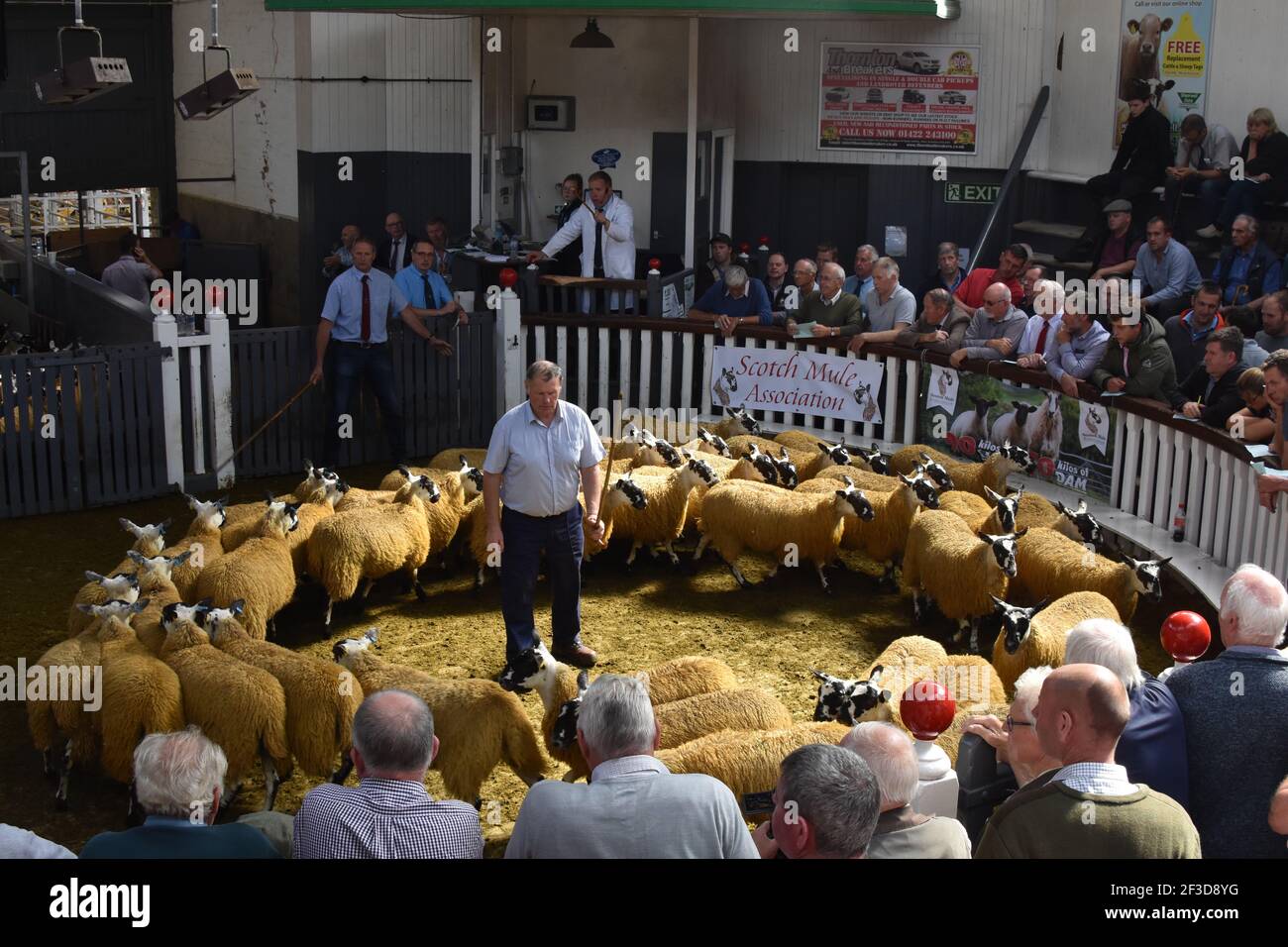 Les agneaux Scoth Mule ewe sont vendus à portefeuilles Marts, à Castle Douglas, en Écosse Banque D'Images