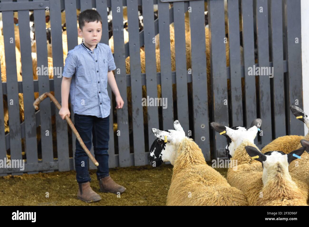 Les agneaux Scoth Mule ewe sont vendus à portefeuilles Marts, à Castle Douglas, en Écosse Banque D'Images