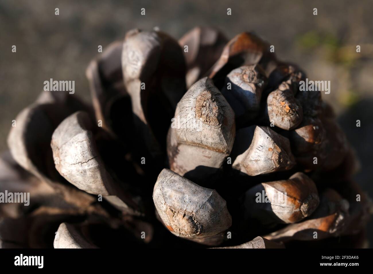 Photo macro d'un cône de pin à l'extérieur Banque D'Images