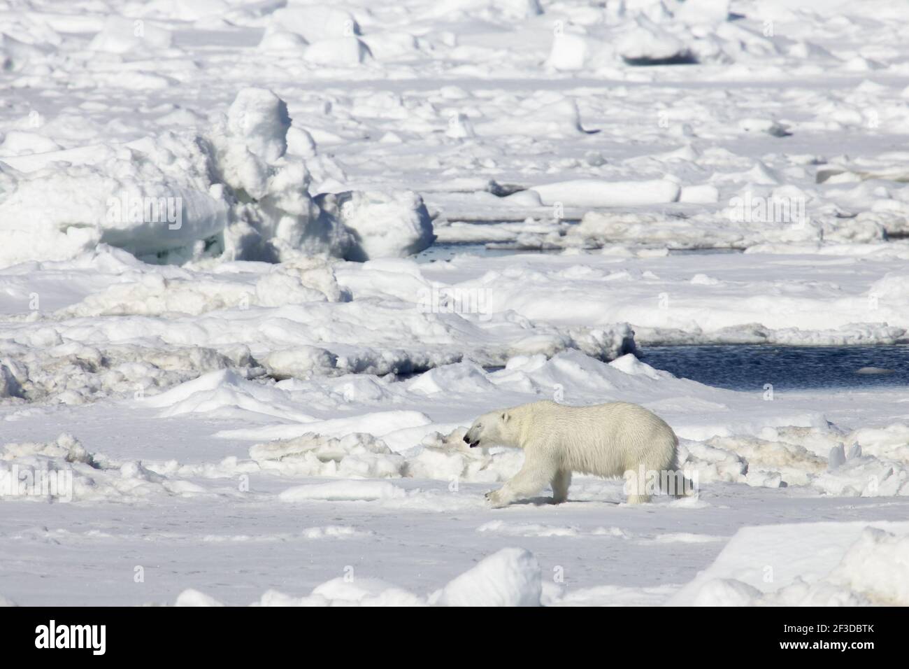 Ours polaire - sur la mer IceUrsus maritimus Svalbard (Spitsbergen) Norvège MA001848 Banque D'Images