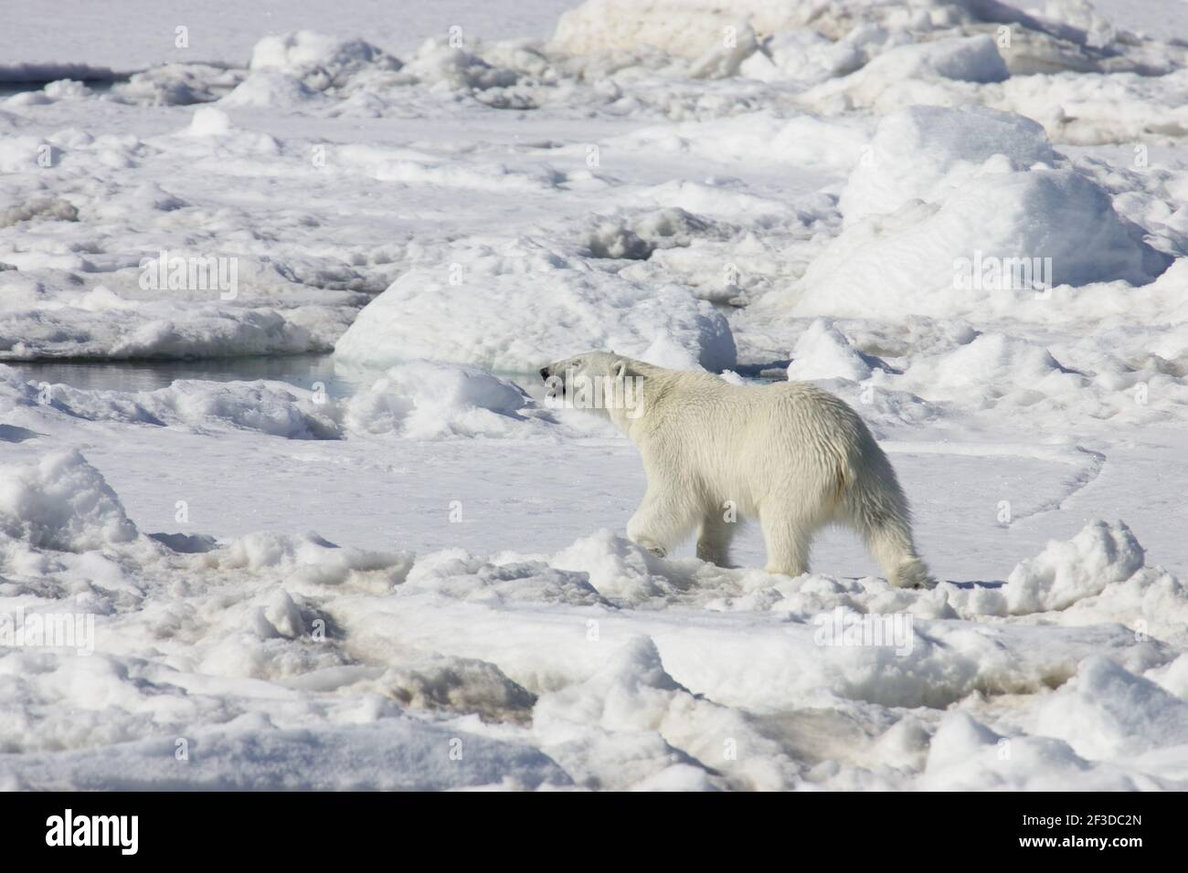 Ours polaire - sur la mer IceUrsus maritimus Svalbard (Spitsbergen) Norvège MA001879 Banque D'Images