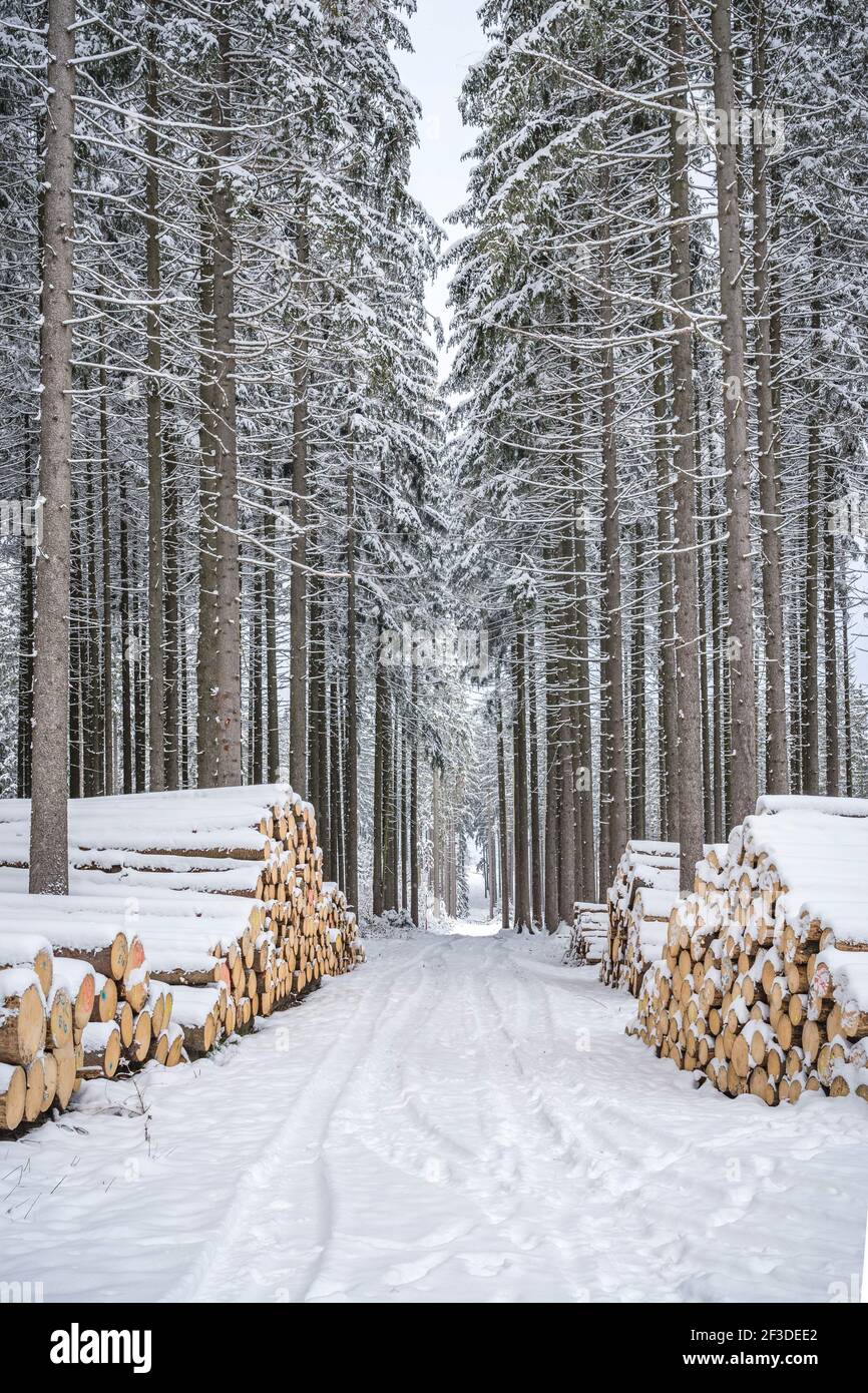 Un tas de bois recouvert de neige. Manteau d'hiver, chemin forestier et pile de bois de conifères à côté. Saison hiver. Se concentrer principalement sur le premier plan. Banque D'Images