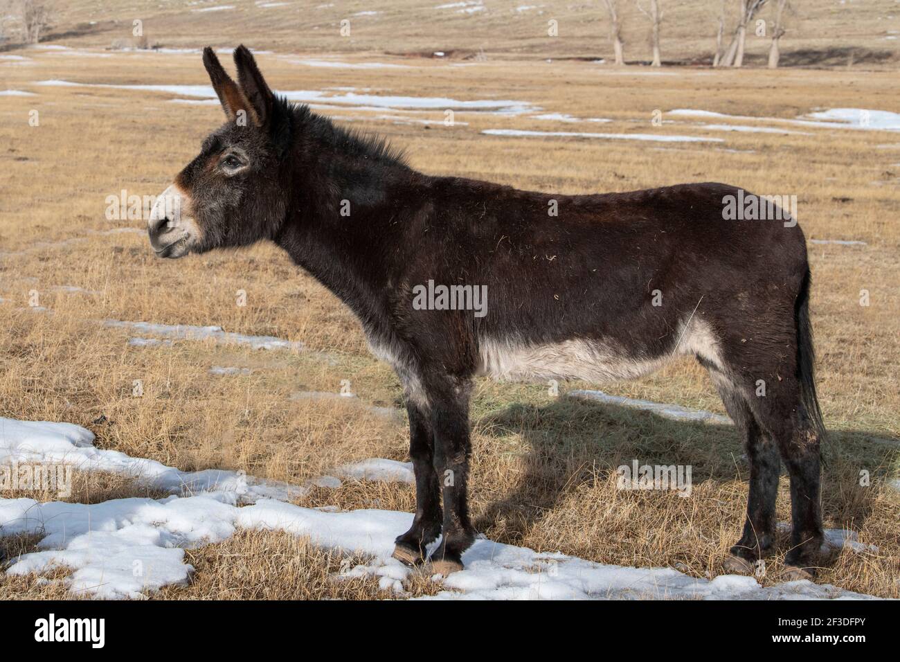 États-Unis, Colorado, comté de Custer, Westcliffe, Music Meadows Ranch. Joli âne de ranch. Banque D'Images