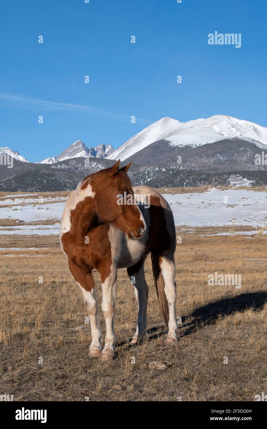 Colorado, Westcliffe, Music Meadows Ranch. Paintez votre cheval avec les montagnes Rocheuses au loin. Banque D'Images