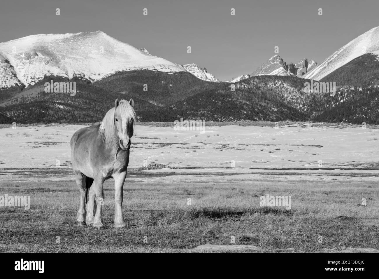 États-Unis, Colorado, Westcliffe, Music Meadows Ranch. Cheval de race à traction (Halflinger) avec montagnes Rocheuses au loin. NOIR ET BLANC Banque D'Images