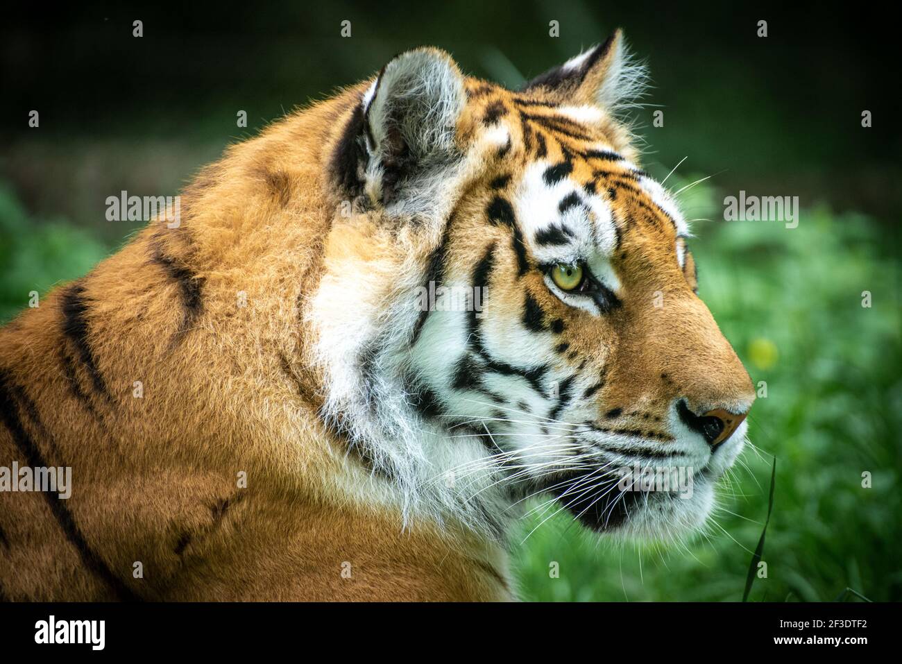 Tigre regardant sa proie avec un foyer complet. Banque D'Images