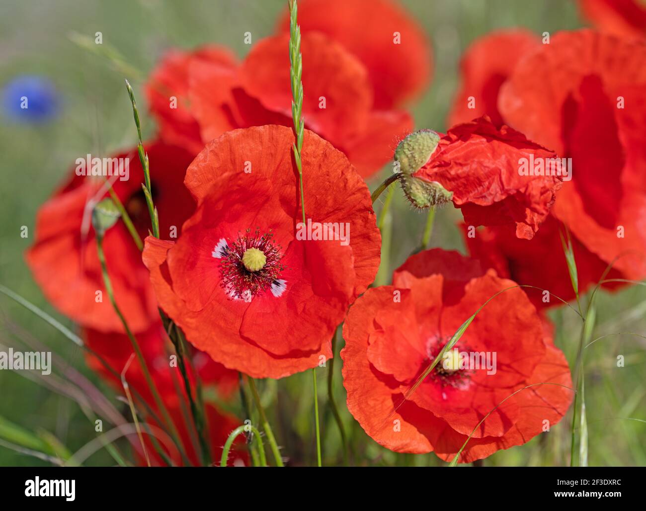 Gros plan sur le pavot à maïs rouge, Papaver rhoeas Banque D'Images