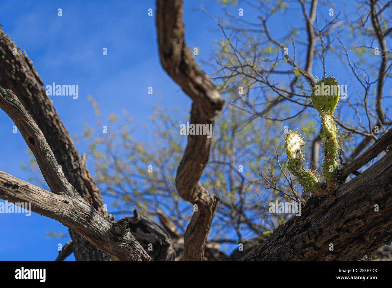 Une tige de plante de cactus a grandi à partir du tronc de bois d'un arbre  de Mesquite dans le Tonibabi ejido en Sierra Sonora. Développement,  croissance, évolution, vie, deat Photo Stock -