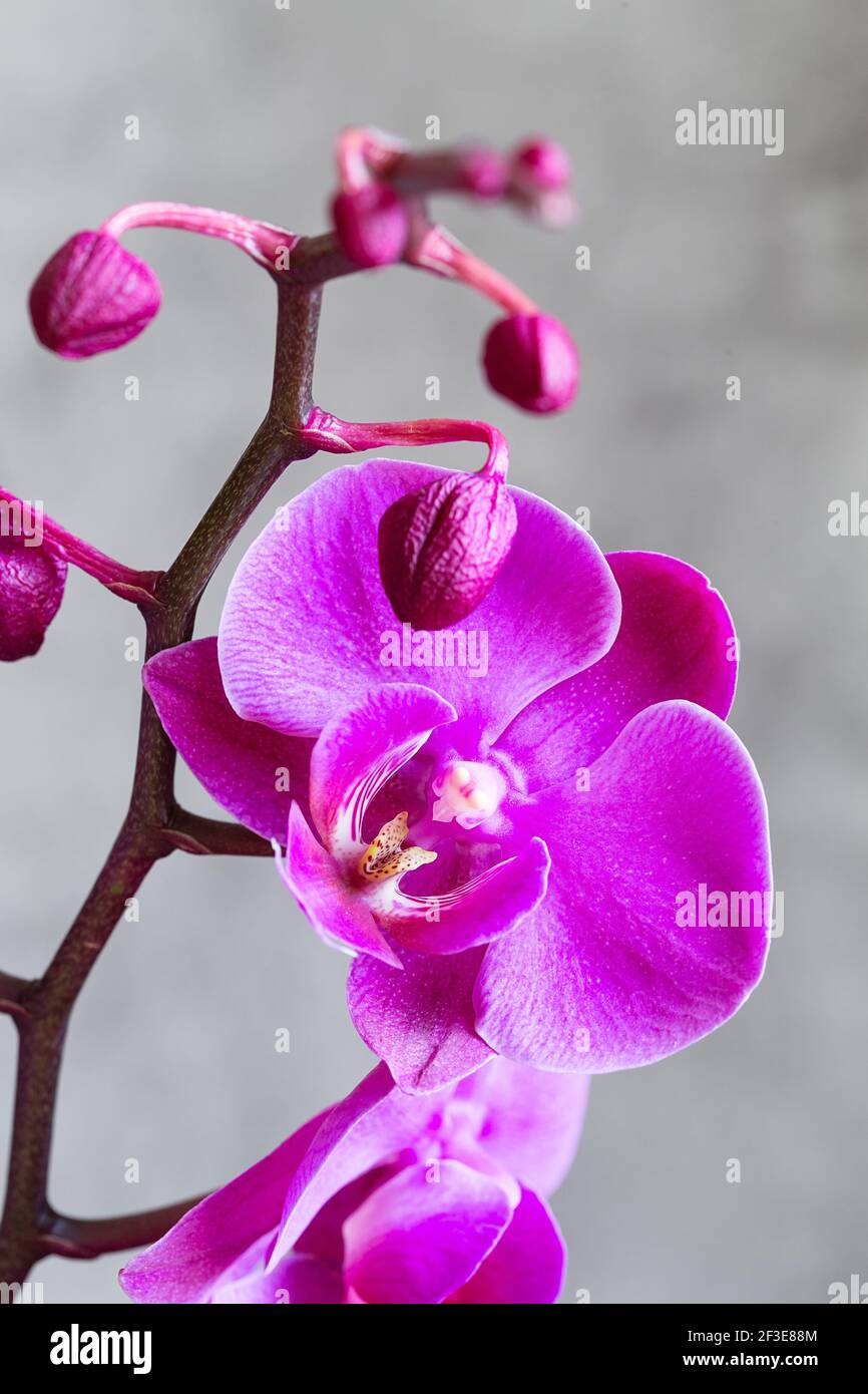 Fleur d'orchidée violette phalaenopsis, phalaenopsis ou falah sur fond  gris. Orchidées de papillons. Fleurs et fleurs d'orchidées violettes.  Phalaenopsi rose Photo Stock - Alamy