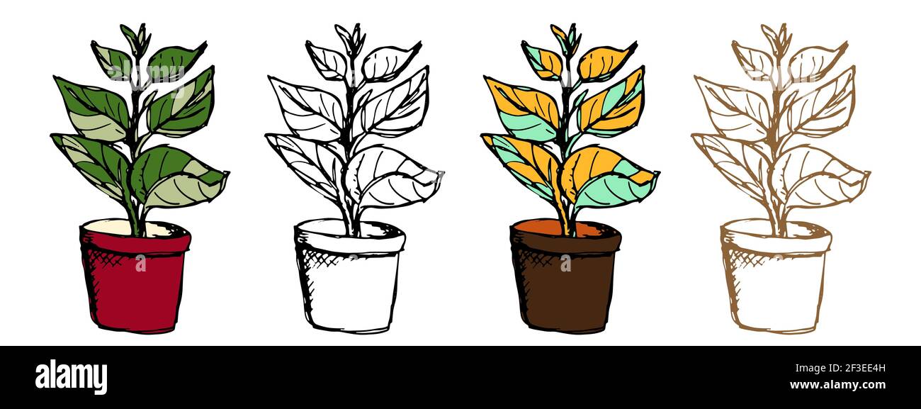 Plante de ficus en pot, illustration de botan vectoriel Illustration de Vecteur