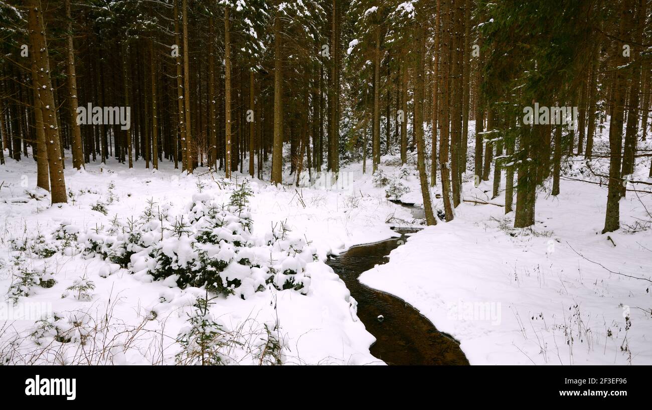 Vue panoramique sur un paysage d'hiver Banque D'Images