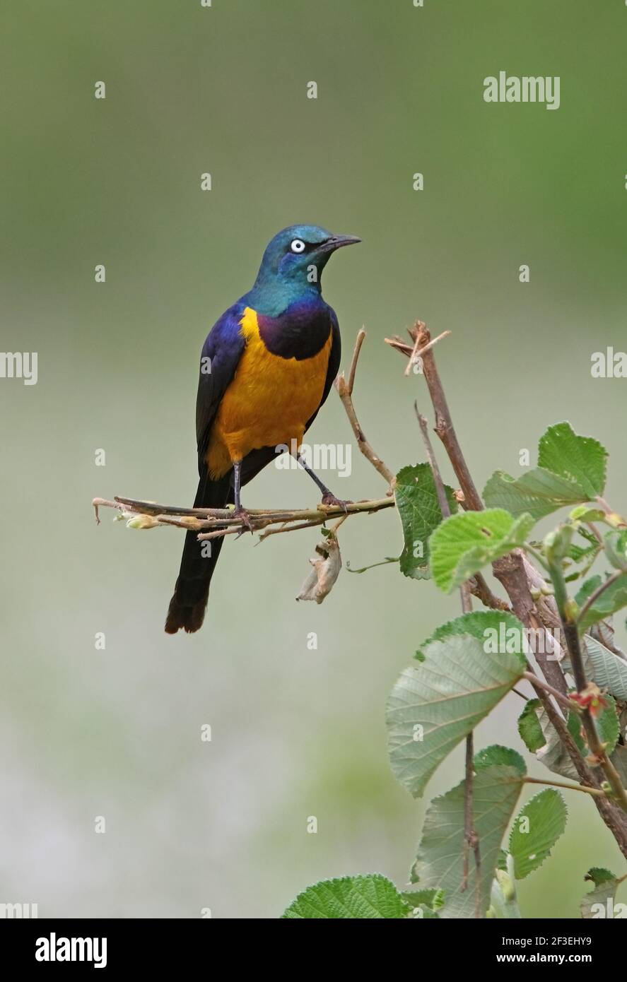 Starling doré (Lamprotornis regius) adulte perché sur le parc national du Bush Tsavo West, Kenya Novembre Banque D'Images